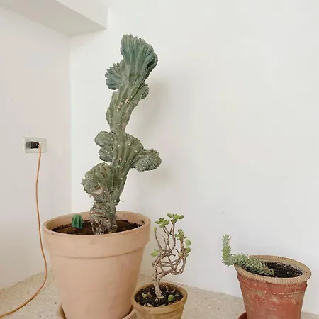 Casa Trisolini 別荘 *