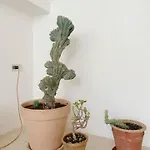 Casa Trisolini Сasa de vacaciones *